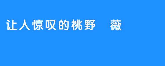 让人惊叹的桃野薔薇